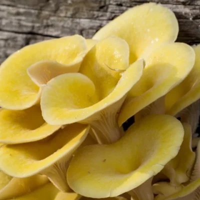 Yellow Oyster Mushroom