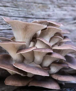 Oyster Mushrooms - Clusters