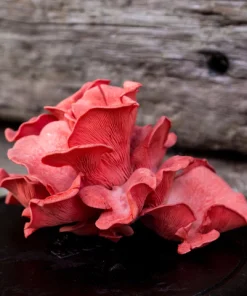 Pink Oyster Mushrooms