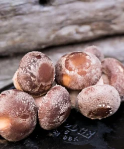 Fresh Shiitake Mushrooms