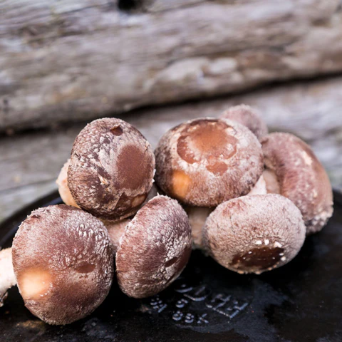Fresh Shiitake Mushrooms (Lentinula Edodes) Fresh Shiitake Mushrooms