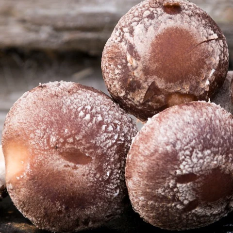 Fresh Shiitake Mushrooms (Lentinula Edodes) Fresh Shiitake Mushrooms