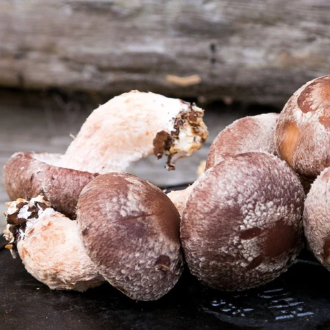 Comprar Lentinula Edodes online Comprar Lentinula Edodes online