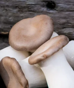 Eryngii (King Oyster) Mushrooms