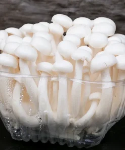 Shimeji Japanese Beech Mushroom