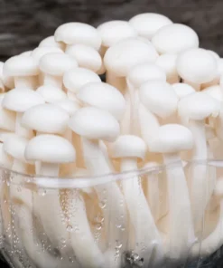 Shimeji Japanese Beech Mushroom