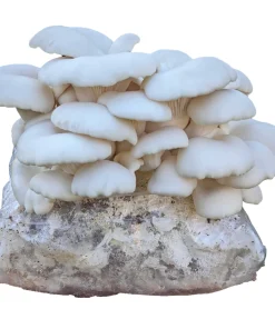 Winter White Oyster Mushroom
