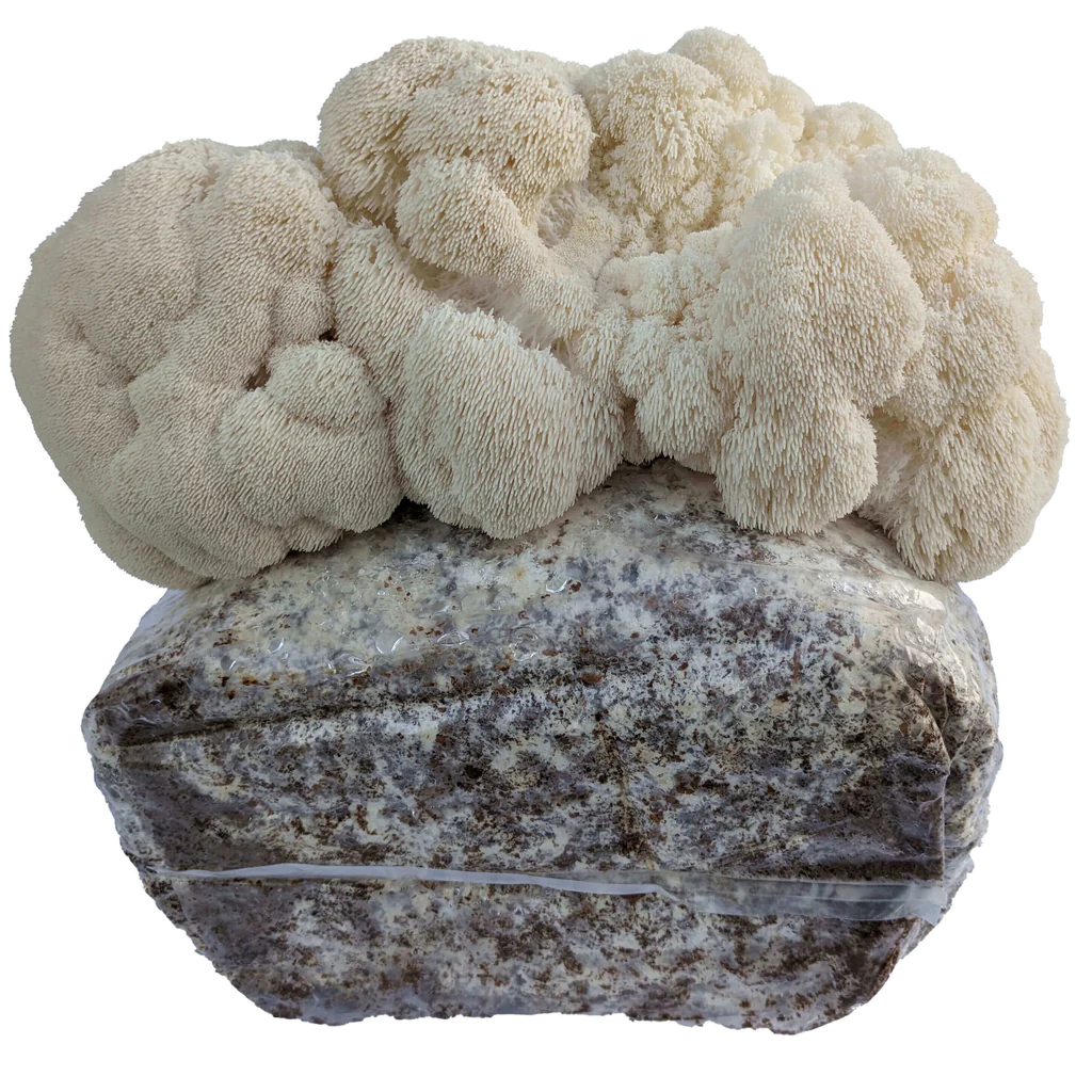 53209-lions-mane2_1_1024x1024 Mushroom Grow Kit