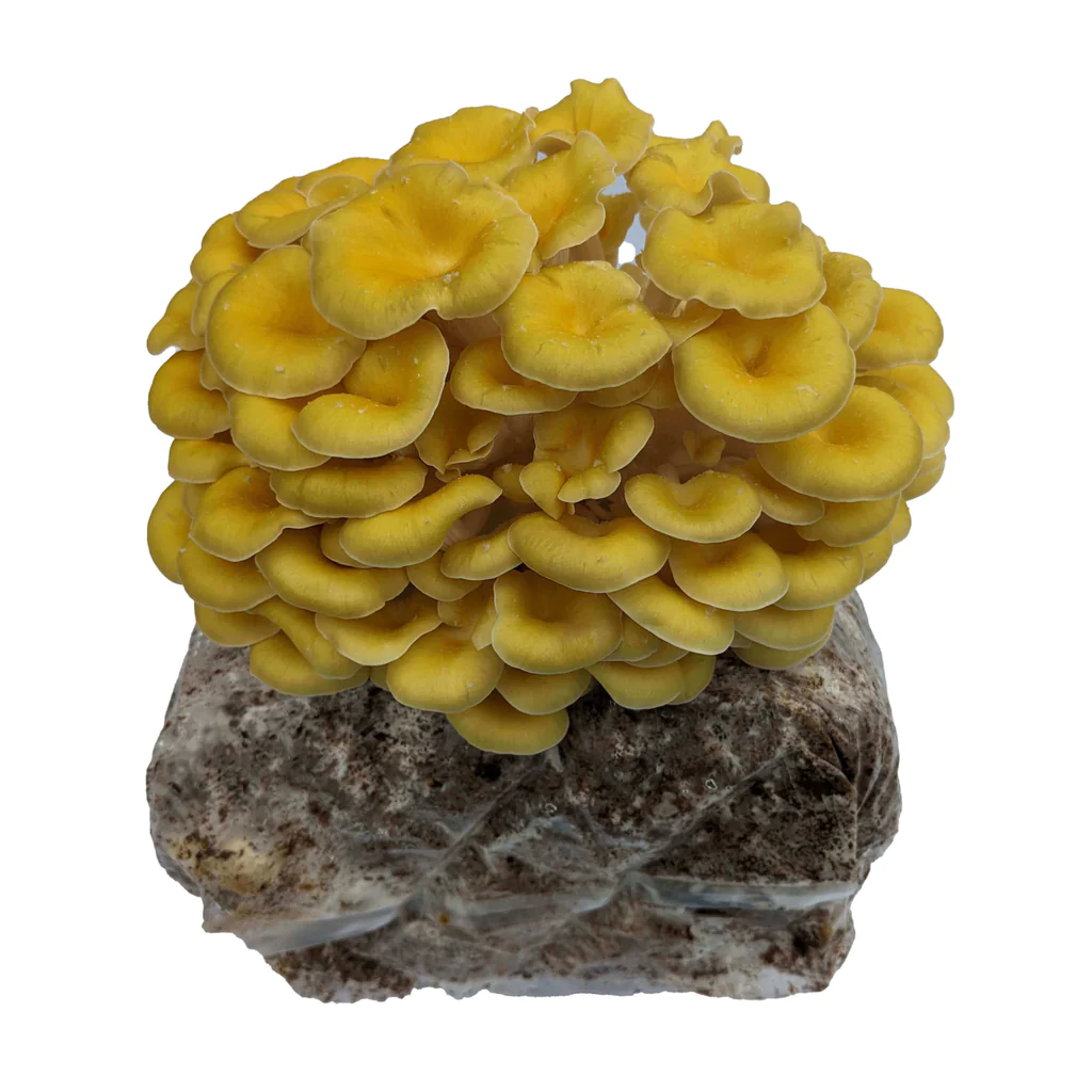 Yellow Oyster Mushroom grow kit Yellow Oyster Mushroom