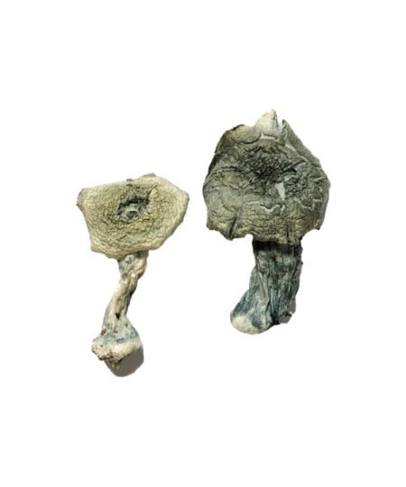 Comprar setas albinas camboyanas