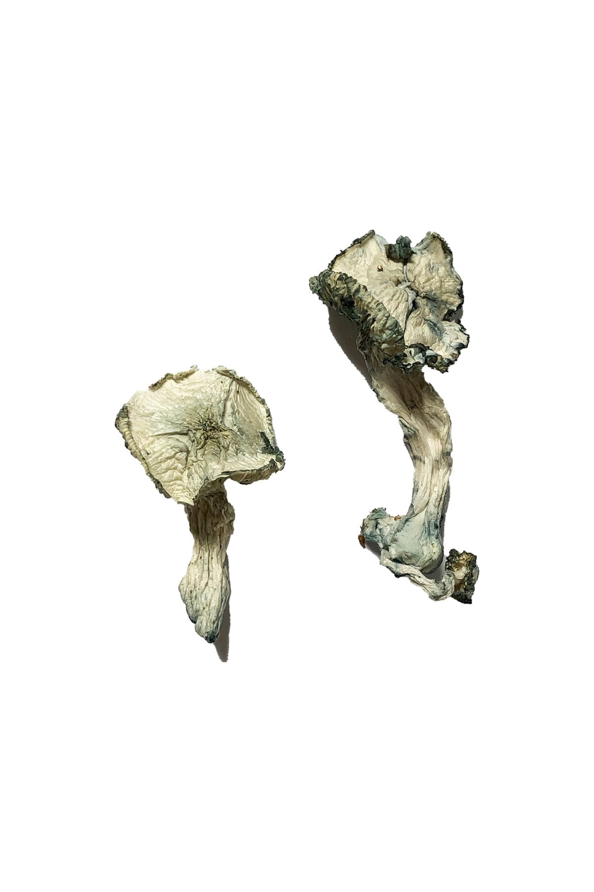 buy Albino Cambodians Magic Mushrooms Albino Cambodians