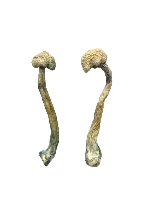 buy Albino Treasure Coast Magic Mushrooms Albino Treasure Coast Magic Mushrooms
