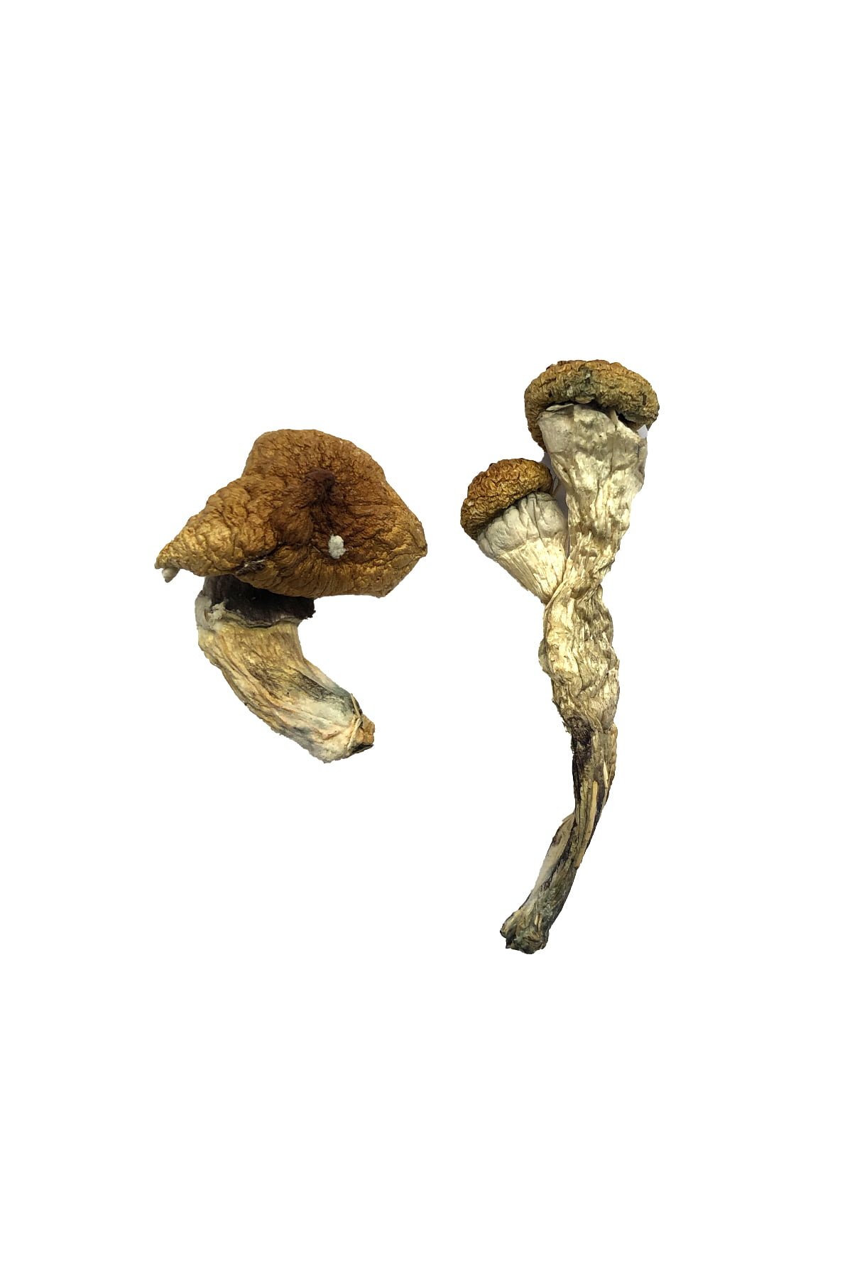 buy Amazonian Magic Mushrooms Amazonian Magic Mushrooms