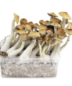 Comprar kit de cultivo de setas de Camboya