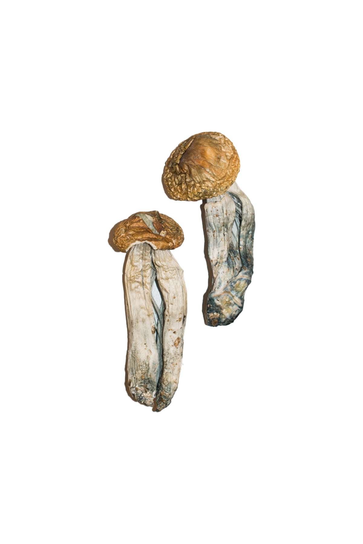 buy Big Mexicana Magic Mushrooms Big Mexicana Magic Mushrooms
