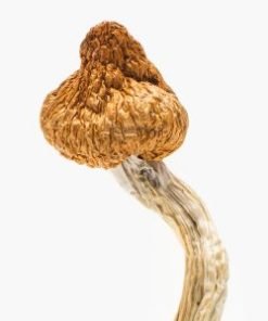 Brazilian Magic Mushrooms