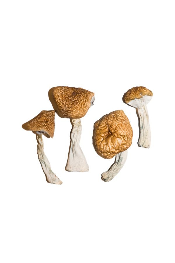 buy Burmese Magic Mushrooms Burmese Magic Mushrooms
