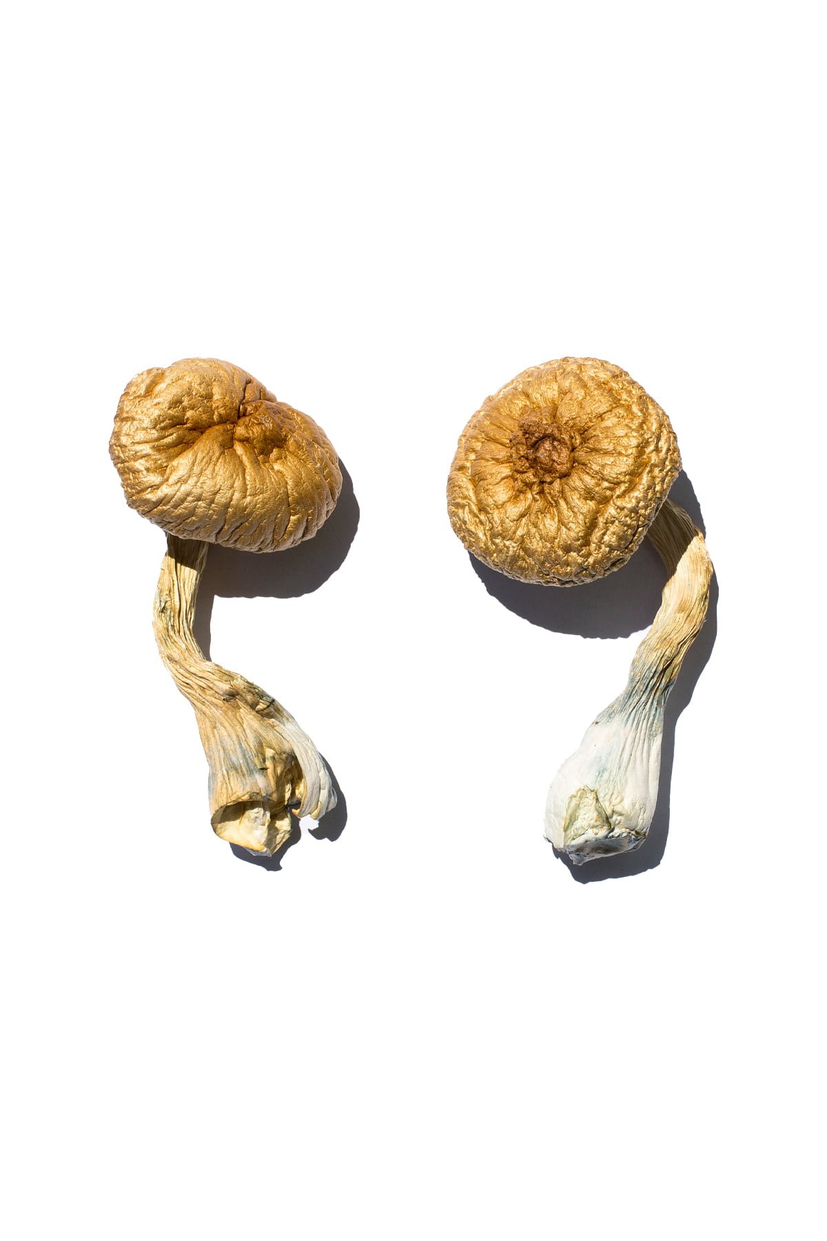 buy Cambodian Gold Magic Mushrooms Cambodian Gold Magic Mushrooms