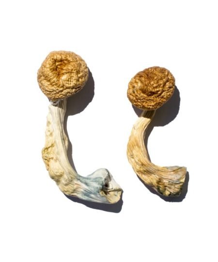 Comprar setas doradas de Camboya