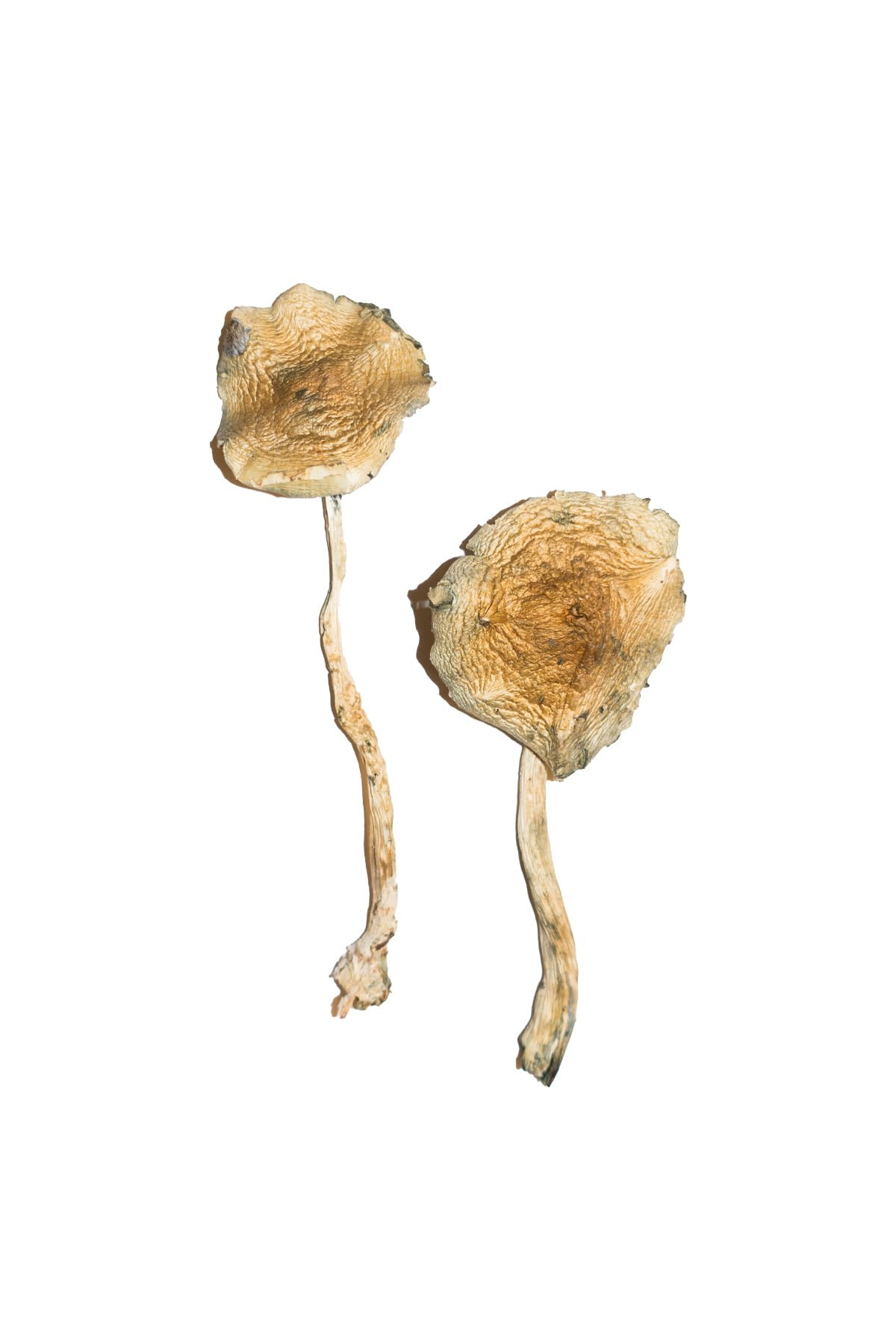 buy Cuban Magic Mushrooms Cuban Magic Mushrooms