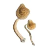 Comprar Cubensis cubana online