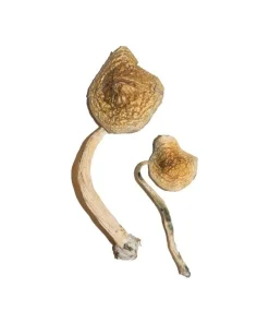Comprar Cubensis cubana online