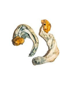 Ecuadorian Magic Mushrooms