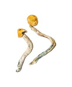 Comprar setas mágicas ecuatorianas