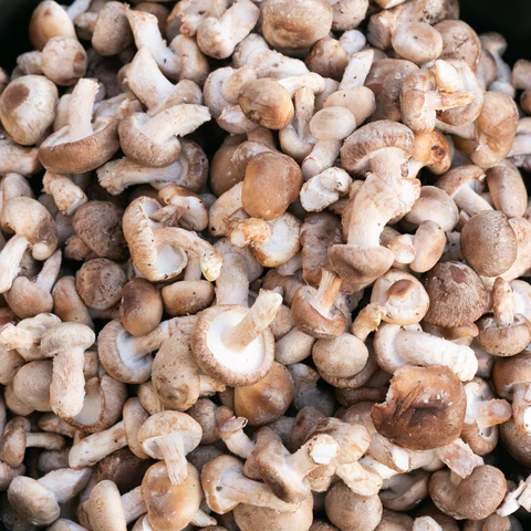 Comprar setas shiitake frescas (Lentinula edodes) Comprar setas shiitake frescas (Lentinula edodes)