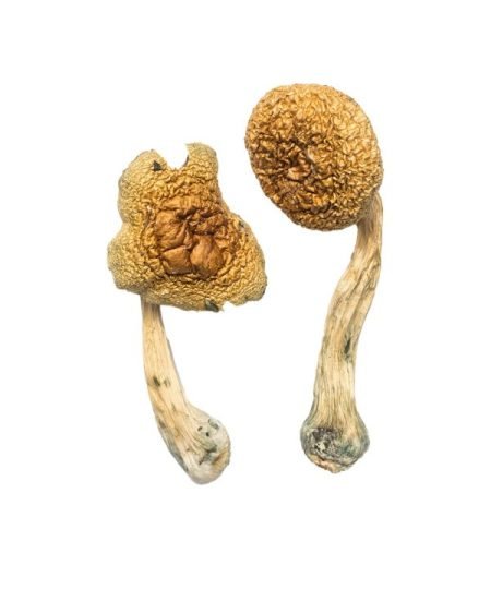 Comprar Mamut dorado cubensis online