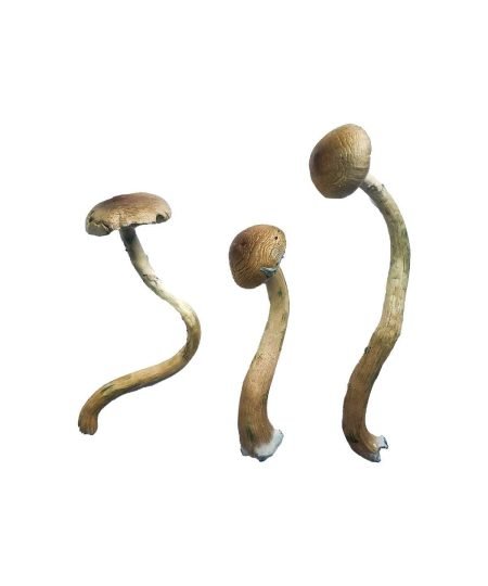 Comprar Golden Teacher Especial cubensis online