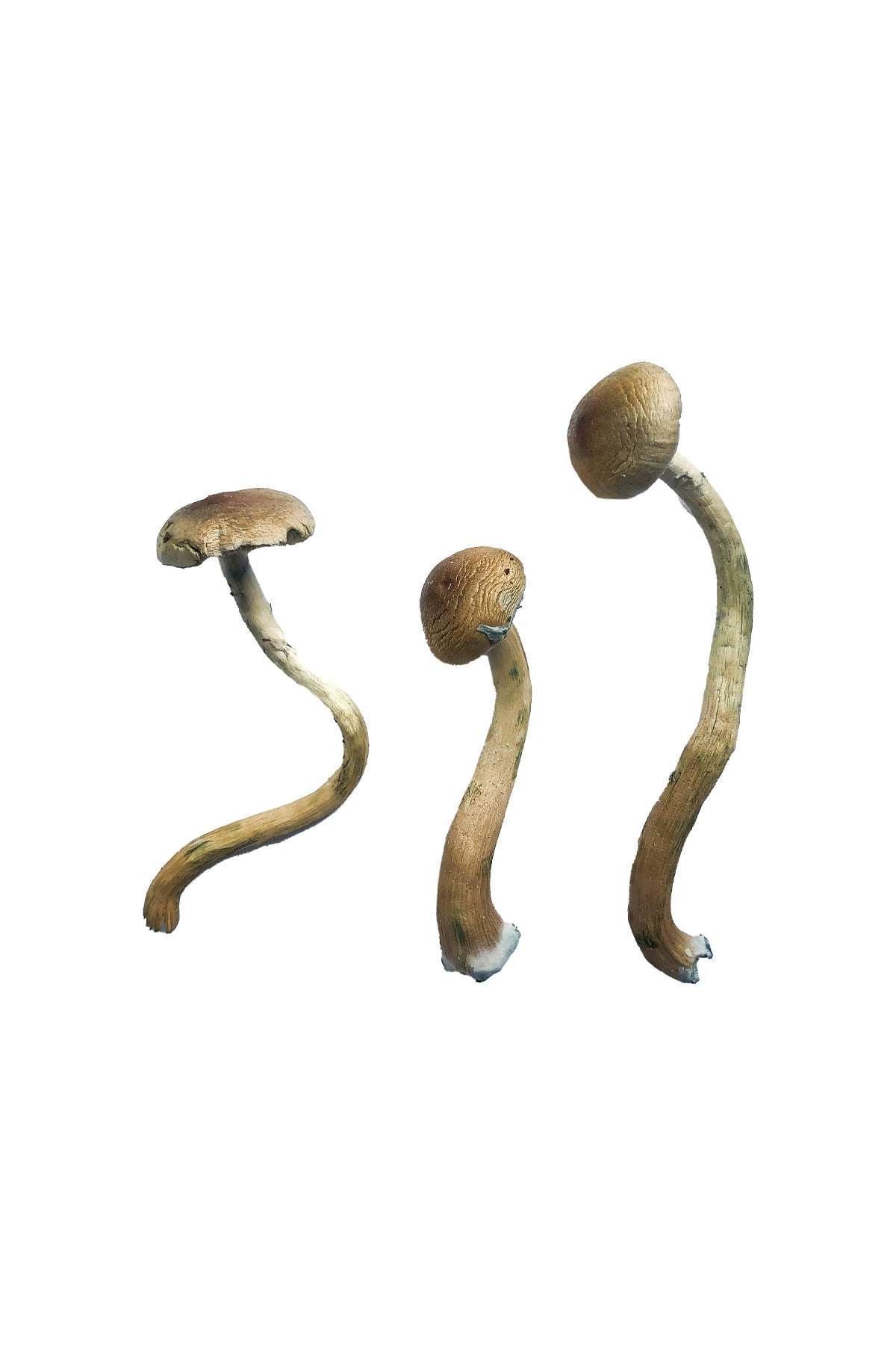 Comprar Golden Teacher Special cubensis online Comprar Golden Teacher Especial cubensis online