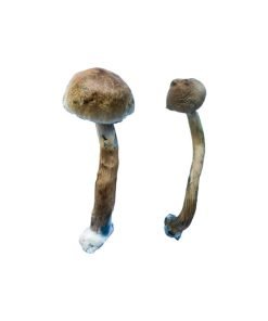 Golden Teacher Magic Mushrooms