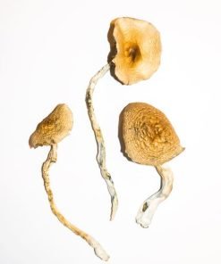 Golden Teachers Magic Mushrooms
