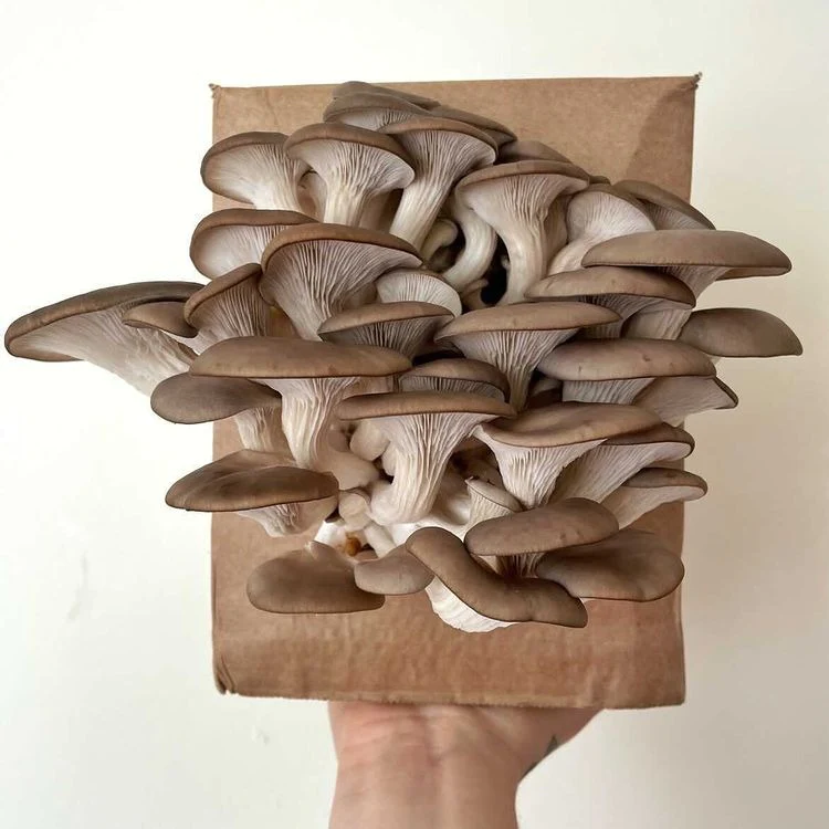 Comprar kit de cultivo de setas ostra grises Comprar kit de cultivo de setas ostra grises