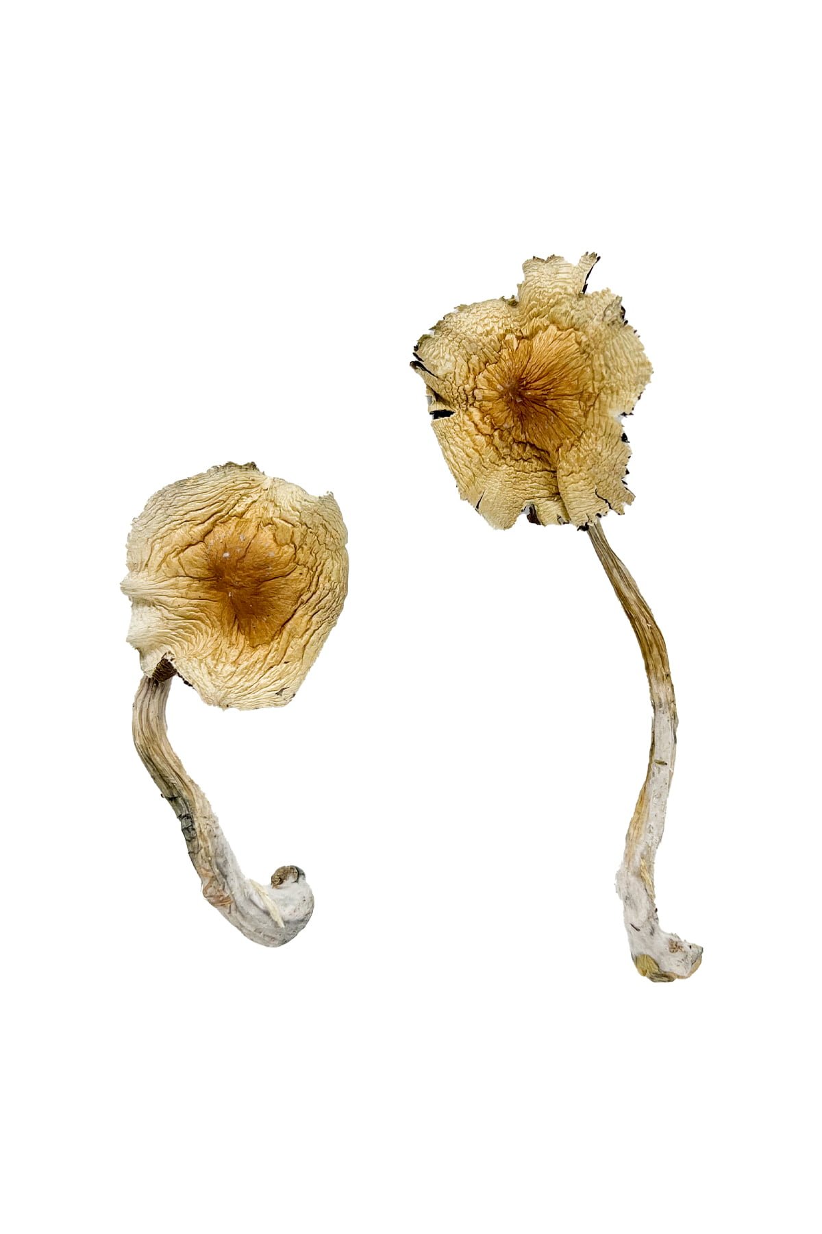 buy Guadalajara Mexico Magic Mushrooms Guadalajara Mexico Magic Mushrooms