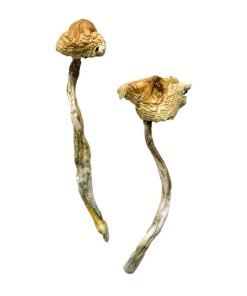 Huautla Magic Mushrooms