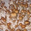 Comprar Mazatapec Cubensis online