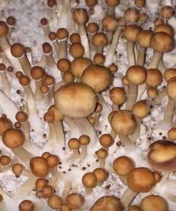 Comprar Mazatapec Cubensis online