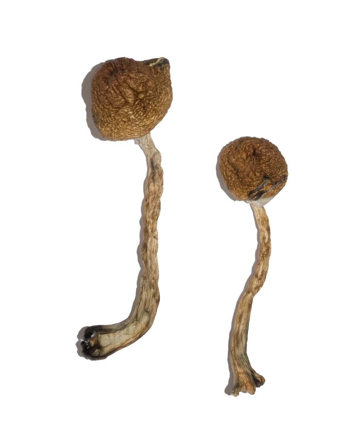 buy Malabar Magic Mushroom Malabar Magic Mushroom