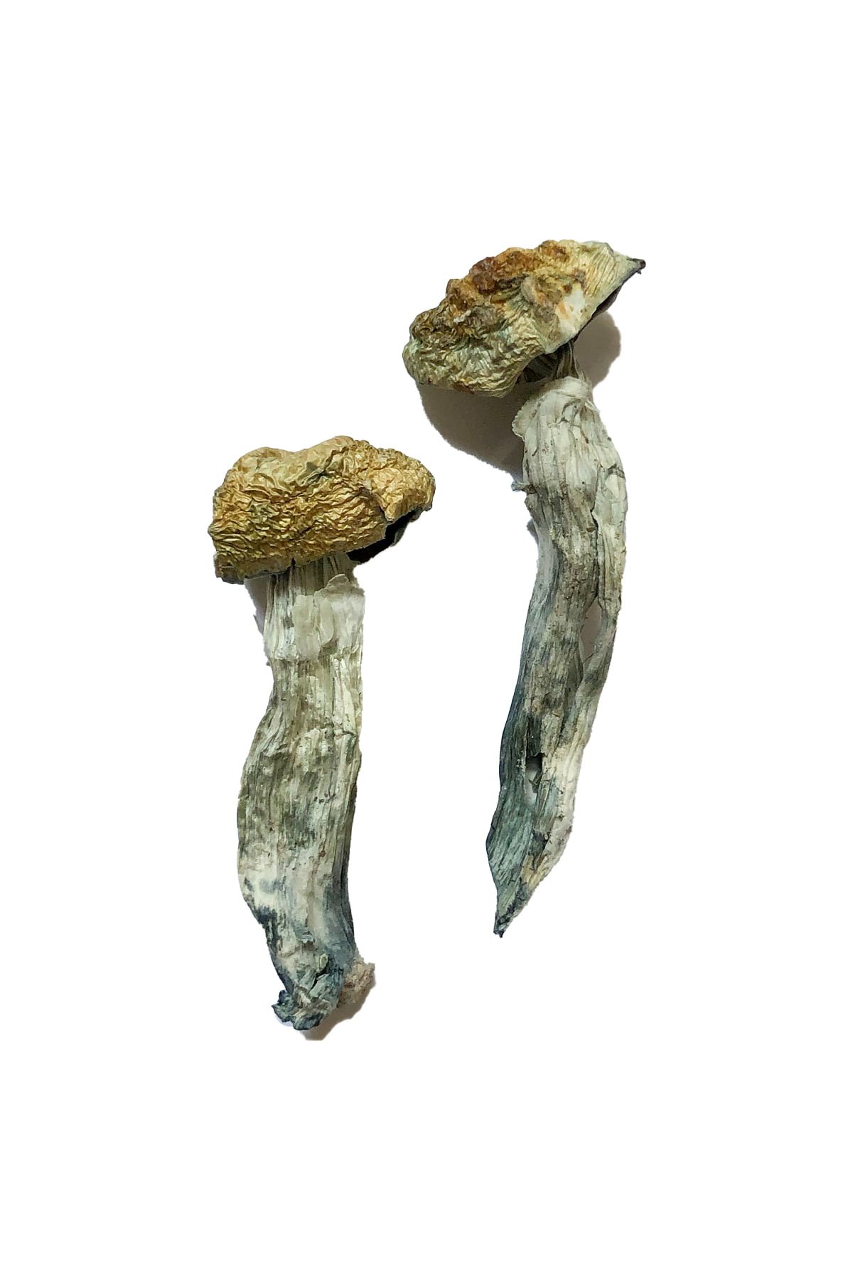 buy Mazatapec Magic Mushroom Mazatapec Magic Mushroom