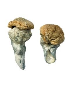 Compre setas mágicas Mystery Fates en línea