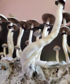 Comprar Natal Super Fuerza