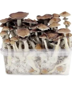 Comprar kit de cultivo de setas Oregon Bend