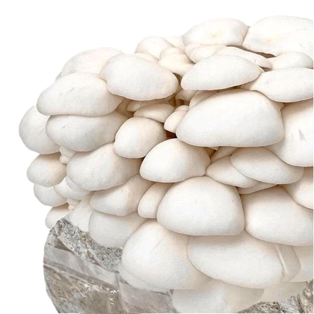 Organic Snow Oyster Mushroom Grow Kit Organic Snow Oyster Mushroom