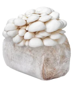 Comprar kit de cultivo ecológico de setas ostra de nieve