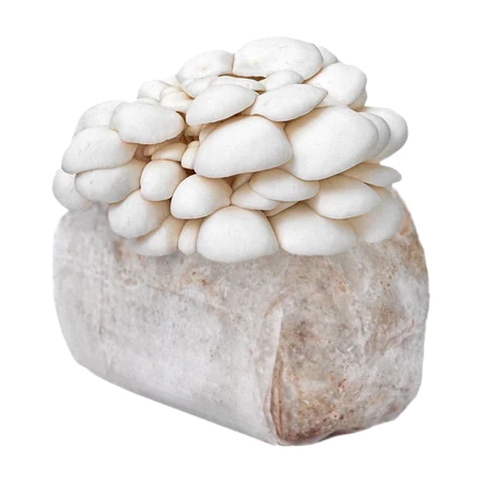 Comprar kit de cultivo ecológico de setas ostra de nieve Comprar kit de cultivo ecológico de setas ostra de nieve