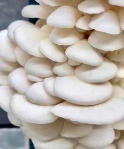 Organic Snow Oyster Mushroom