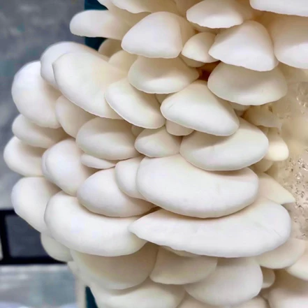 Organic Snow Oyster Mushroom Grow Kit Organic Snow Oyster Mushroom