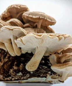 Comprar kit fácil para cultivar setas